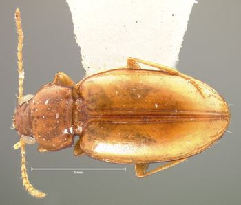 Media type: image;   Entomology 5584 Aspect: habitus dorsal view